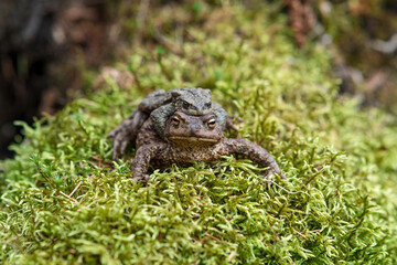 Obraz premium couple of common toads in amplexus among moss