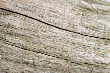 Surface detail from an old piece of driftwood timber.