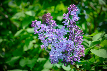 Obraz premium Branch of blooming lilac background green foliage.