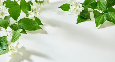 Flat lay Jasmine flowers and leaves on a white background with sunlight and shadows