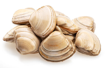 Raw hard clams isolated on white background. © Екатерина Иванова