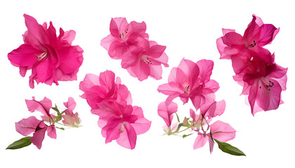 Fototapeta na wymiar Experience the vibrant allure of the Mediterranean with this stunning set of five pink Bougainvillea flowers, elegantly isolated for your viewing pleasure. 🌺🌿✨ 