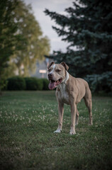 American pit bull terrier