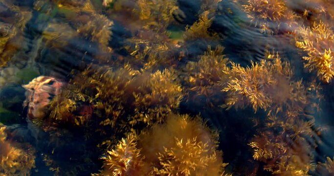 Green seagrass hover in the water. Seaweed is a common aquatic plant. Zostera marina grows in the river, lake, sea or in the ocean. High quality 4k footage