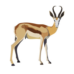 Springbok vector springbuck antelope Antidorcas marsupialis vector image - obrazy, fototapety, plakaty