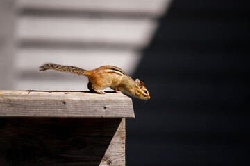 Curious Chipmunk. Light and shadow