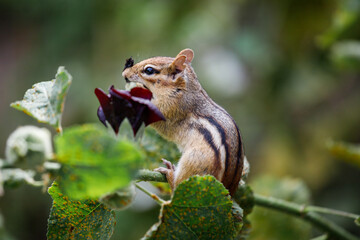 Cheerful chipmunk on a flower. 
