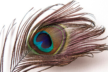 
Peacock feather
