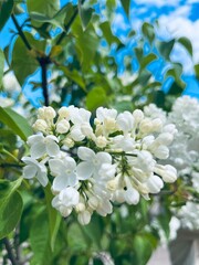 Tender white lilac blossom, blooming white lilac bush