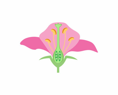 Flower anatomy Plant reproductive system diagram