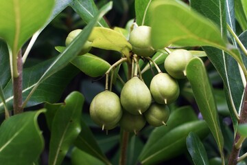 Tree branches with fruits of Mimusops coriacea Pomme Jacquot or Monkeys Apple, in the garden.