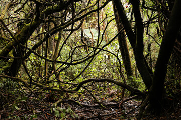 trees in the forest, Costa Rica