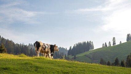 Kuh in Freilandhaltung