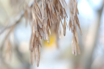Dry seeds and leaves delicate light yellow and bluish color hanging on a tree branch on a blurred background. Beautiful nature.