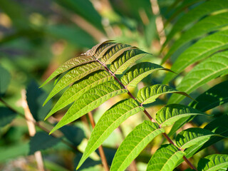 Beautiful green textural clean leaves of Ailanthus altissima plant. Leaves of the heavenly tree