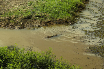 crocodile in stream, Alajuela, Costa Rica