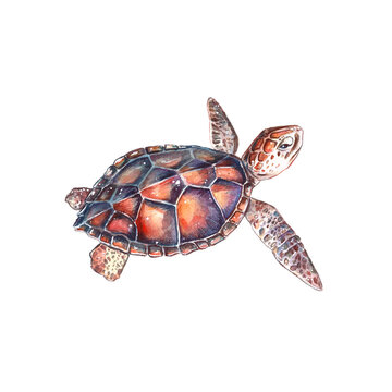 Watercolor ocean orange turtle isolated on white background. Artwork of marine creature for ecological article, blogs, greenpeace, prints, tags, fabric.