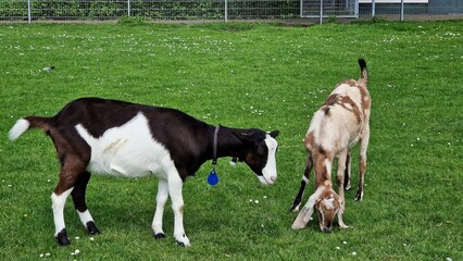 Naklejka na ściany i meble Two domestic goats, grazing on green meadow.
