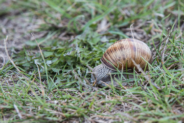 Vine mountain snail (roman snail, grapevine snail,) on a walk in the grass - 606872115