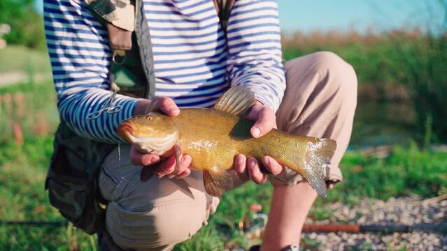 Fisherman hold big tench fish closeup. Man hold big fish in his hands. Fisherman and trophy fish. Man holding a shiny tench. Angler with yellow tench. Hobbies and active lifestyle in retirement.