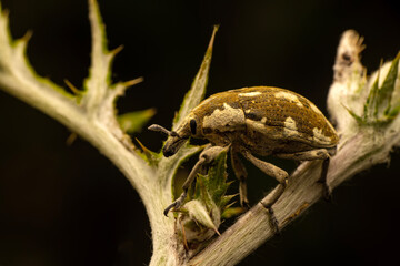 Close up  beautiful  insect in the garden