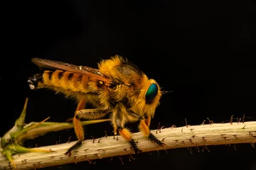Foto op Plexiglas Macro shot of a robber fly in the garden © blackdiamond67