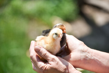 hands holding newborn chicks, photo. Poultry farming