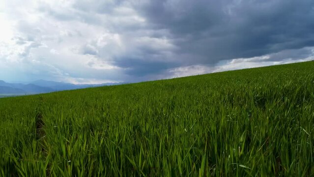 green field and blue sky