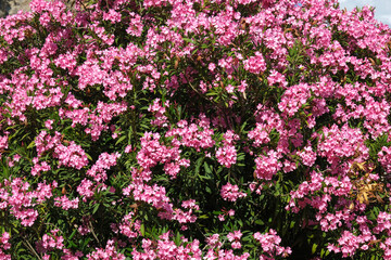 Rhododendron (Rhododendron ferrugineum) blooming in nature.