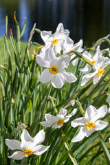 White Daffodil Flowers Narcissus Recurvus