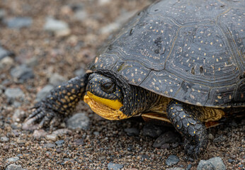 a rare endangered blanding's turtle emerges in early spring
