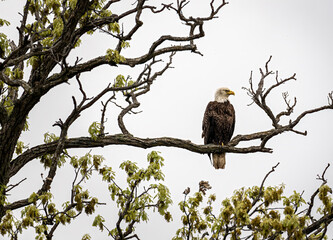 a bald eagle perched on a tree branch with a bright white sky in the background