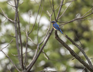 a beautiful eastern bluebird is perched on a branch during early spring migration