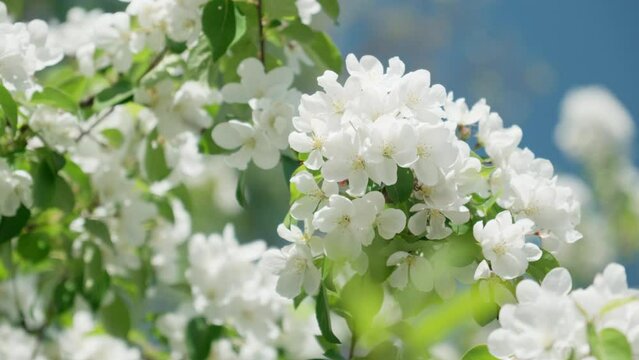 Branch with blooming flowers. White flowering blossoms on apple tree branches. Spring flowering apple tree. Close-up in 4K, UHD