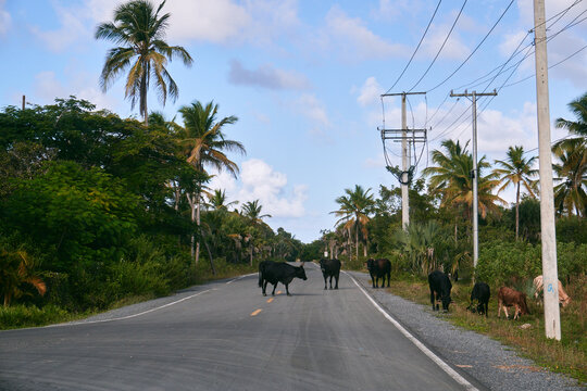 Cows have block off the asphalt road