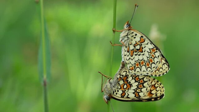 Copulation of Melitaea Phoebe. Beautiful butterfly on a green meadow in spring.