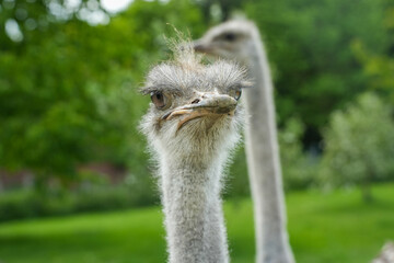 Portrait von einem Strau&szlig;