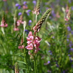 Sommerfelling mit Blume auf Wiese