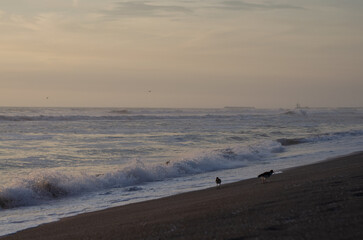 Aves de playa al atardecer