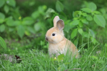 Fototapeta premium little funny bunny in the field