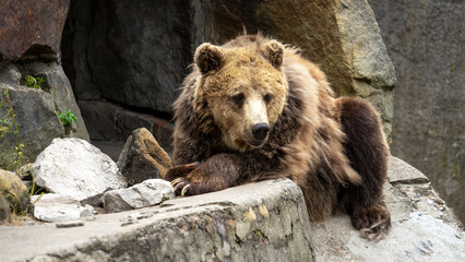Fototapeta premium Ursus or brown bear lies on artificial stone wall. Animals in captivity, zoo or national park