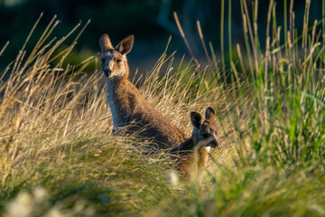 Two wild kangaroos seen in grassy area in outback Australia during autumn season at sunset with golden sunny glow. 