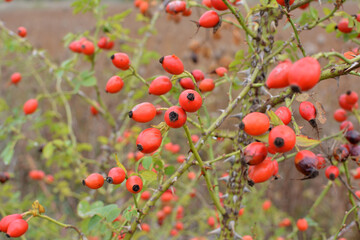 Berries ripen on the branch of a dog rose bush