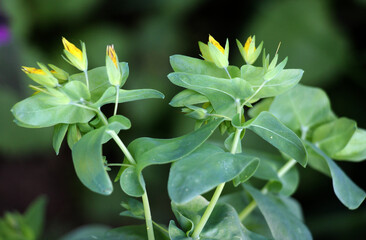 Cerinthe minor grows in nature