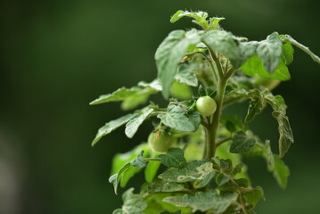 close up of a cherry plant