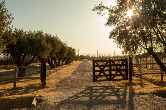 Camino de tierra con tranquera entre olivos al atardecer en finca de Cuyo  Mendoza Argentina