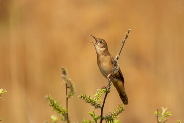 Male of the Savi's warbler (Locustella luscinioides) singing on a meadow