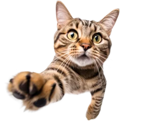 Poster Portrait of a funny surprised cat, closeup, isolated on transparent background, png © Viks_jin