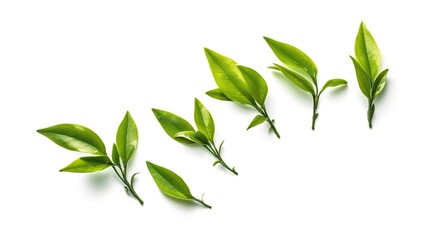 Green tea leaf isolated on white background. Generative AI