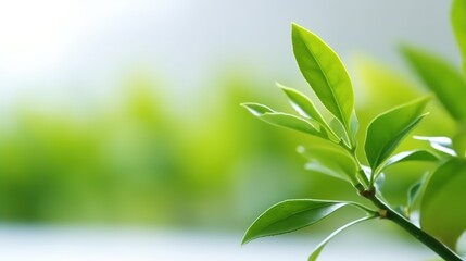 Green tea bud and fresh leaves. Generative AI
